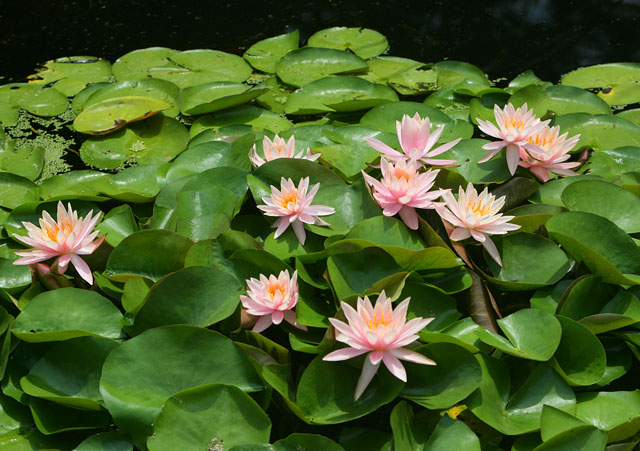 Summer Beauties