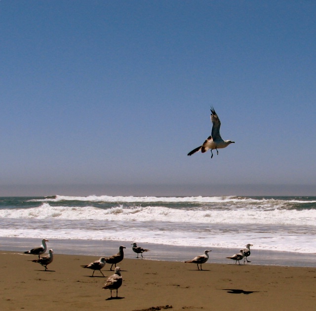 Bodega Bay Birds