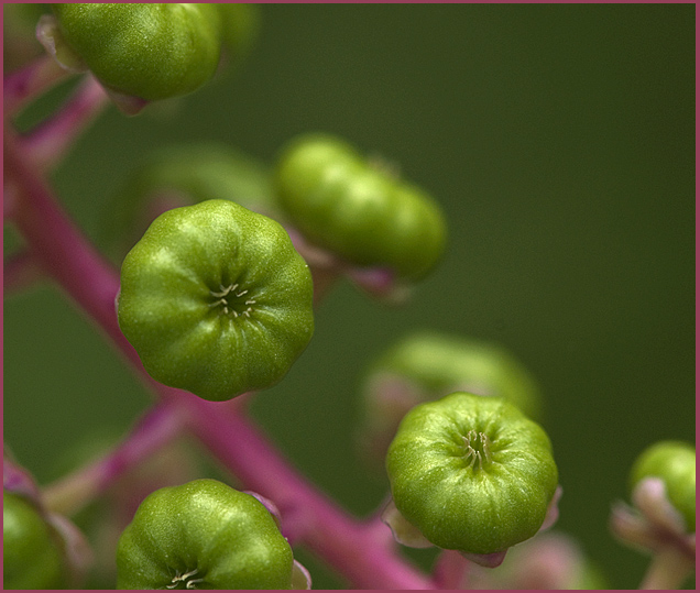 Pokeweed Berries