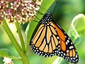 Preservation and Restoration of Endangered Habitats (Monarch is only one example)