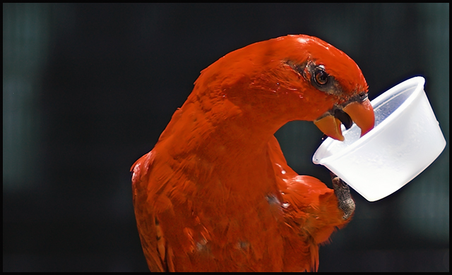 Up the Evolutionary Ladder - Animals using Utensils