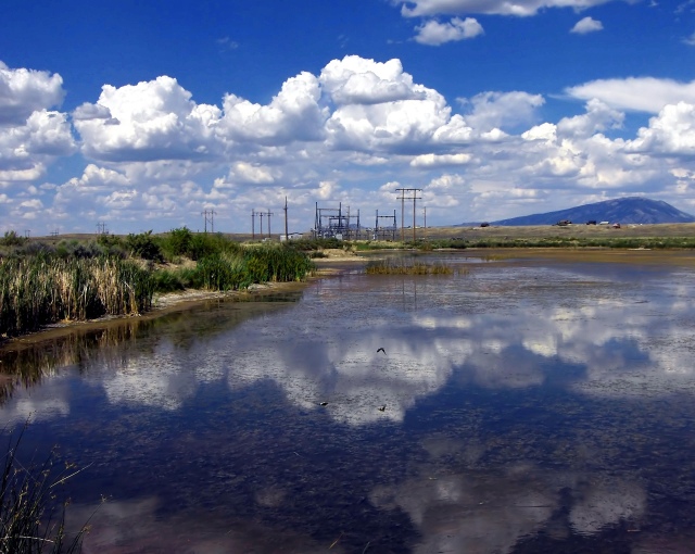 The invasion of our Wetlands