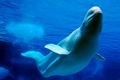 A Whale's Tale