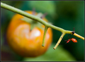 Cherry Tomato For One