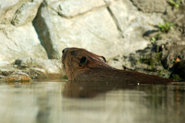 Swimming With The Beaver