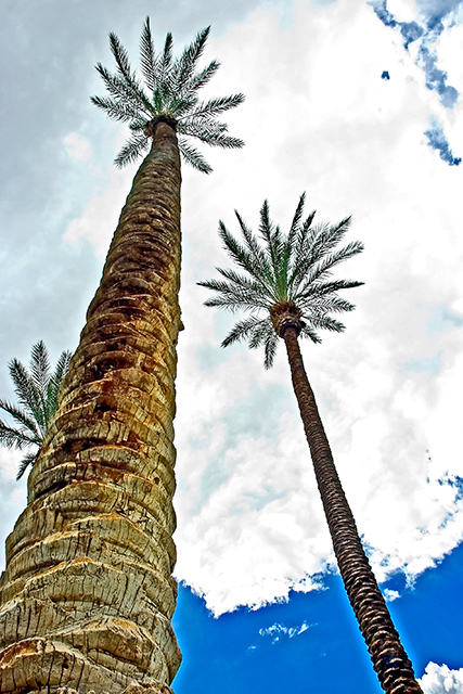 Palm Perspective