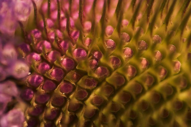 Intimate perspective of a Teasel weed.