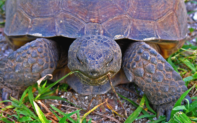 Turtle Teeth