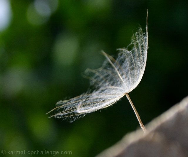 A Perspective on Life:  Bloom Where You are Planted