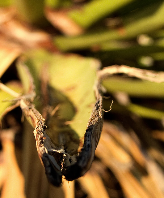 Looking Down the Barrel of a Yucca