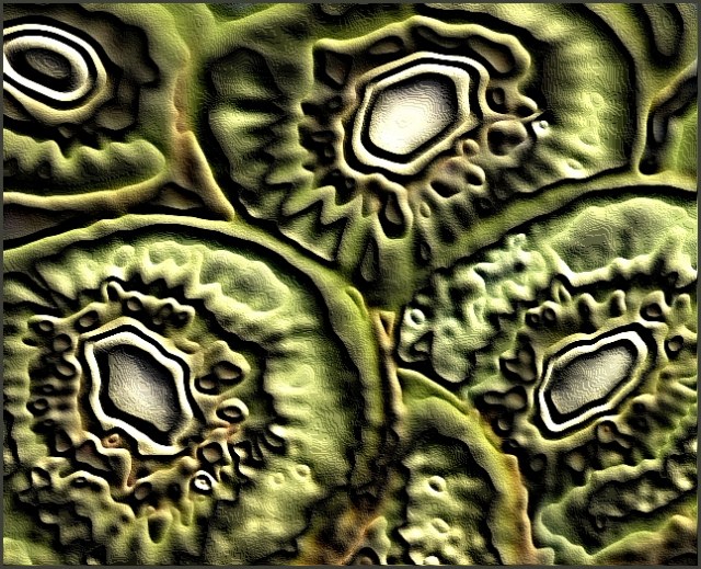 Kiwi