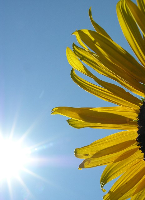 Sun-Flower-Seeds