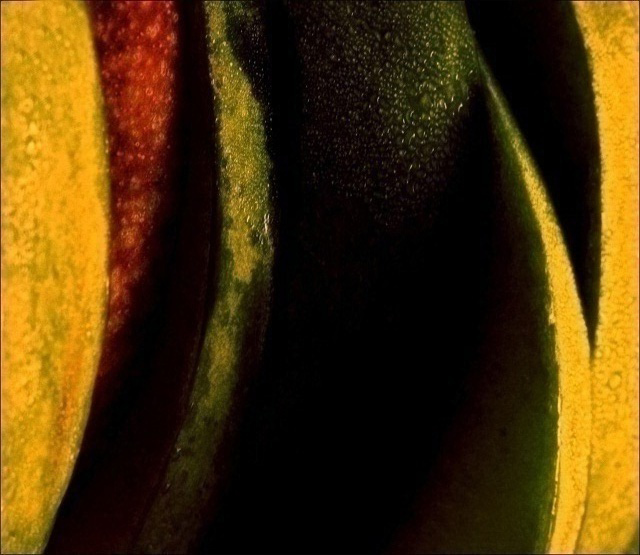 yellow fusion