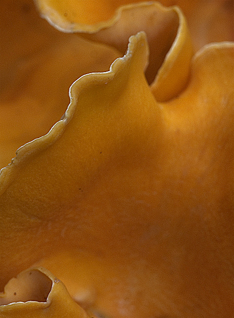 Laetiporus sulphureus