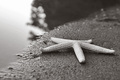 Washed Ashore