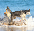 The Happiest Dogs in the World