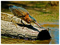 Green Heron