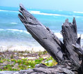 Can U Spot the BARRACUDA ? ?
