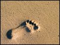 Footprint