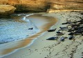Seals on the Beach in La Jolla