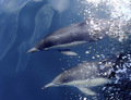 Dolphins off Cabrillo Beach, Calif.