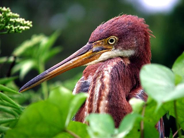 Reddish Egret Chick