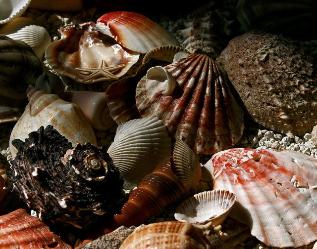 Shells cemetery