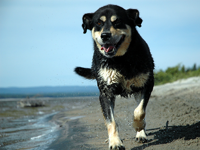 Dog Days of Summer.