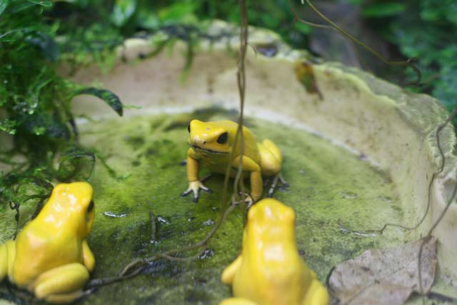 Assembly of the Poison Dart Frogs