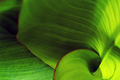 Leafy lines