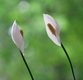 Graceful Peace Lilies