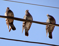 3 Pigeons on the Line