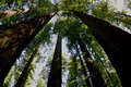 Tree lines-California Redwoods