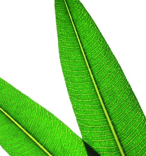 Leaf Lines