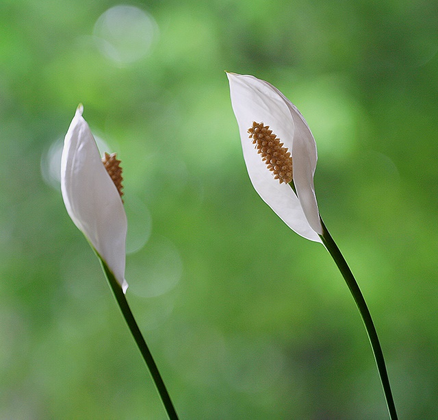 Graceful Peace Lilies