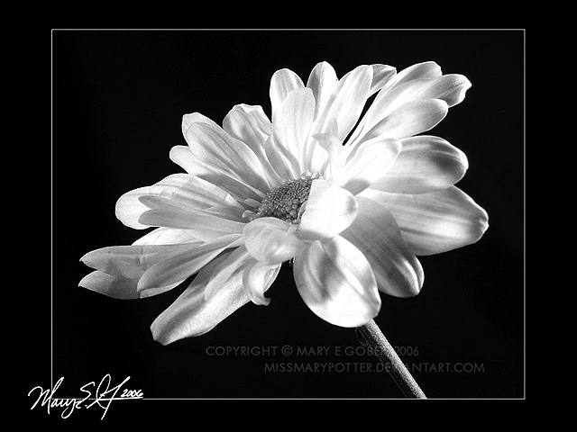 Platinum In Posie