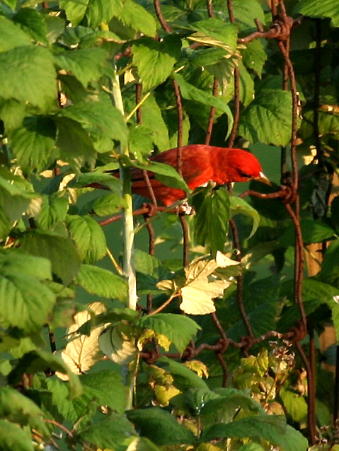 Summer Tanager