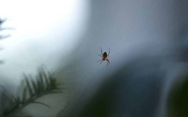 Nature's Elegance