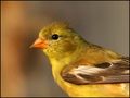 GOLD FINCH