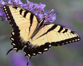 Golden Swallowtail