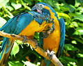 Gold breasted macaws