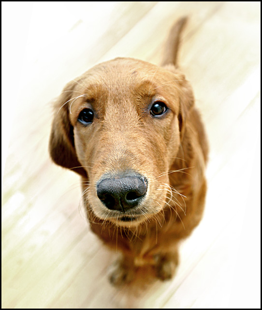 My Golden Retriever