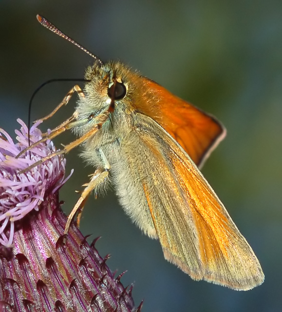 Skipper's Wing