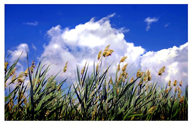 In Fields of Gold