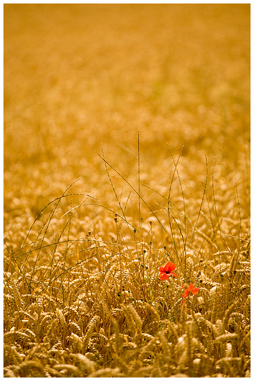 Fields of gold