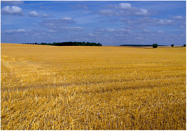 Field of Gold