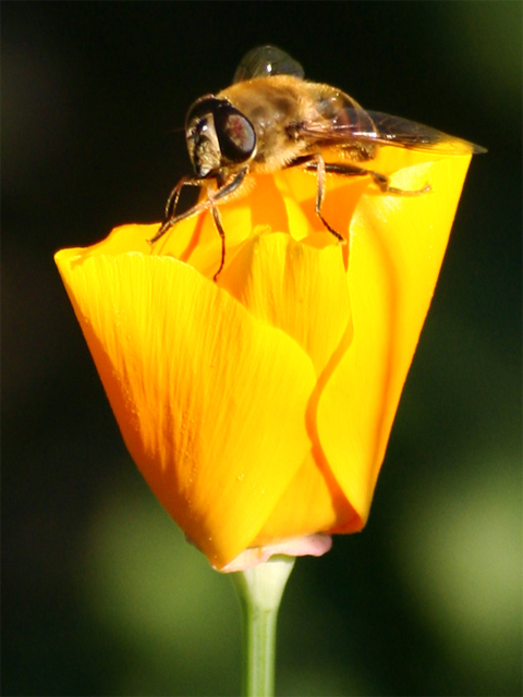 Golden Poppy