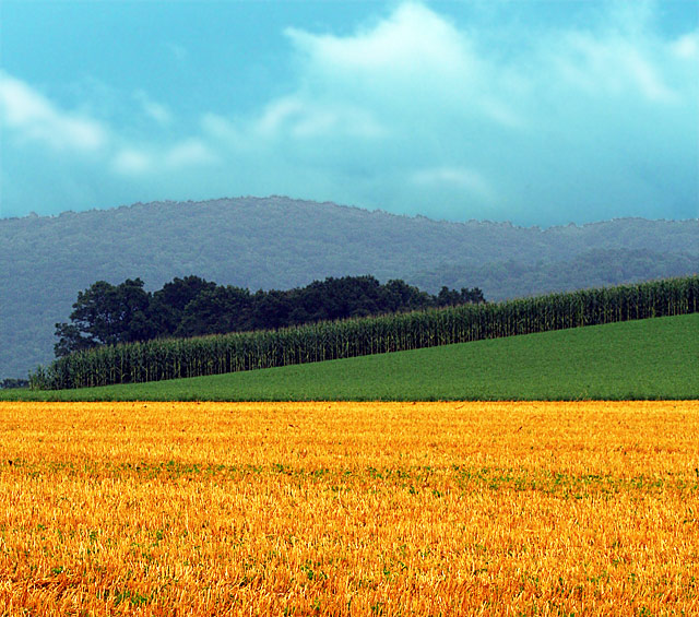 Gold in the Heartland