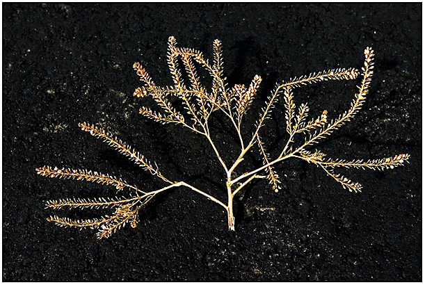 Golden Branch