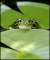 The Face